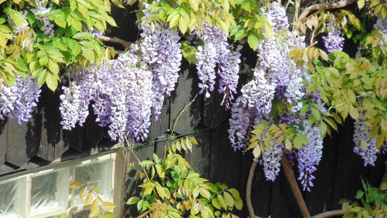 Le Gite Du Moulin กอลมาร์ ภายนอก รูปภาพ